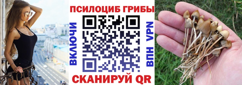blacksprut   Ветлуга  Галлюциногенные грибы Cubensis 